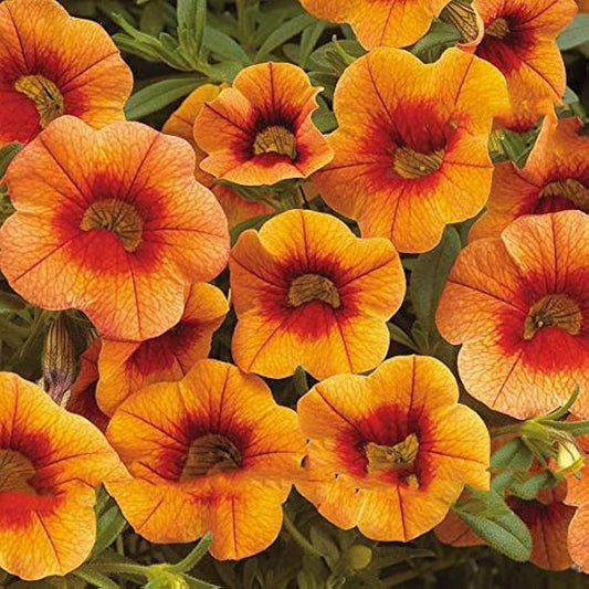Apricot Punch Calibrachoa Organic Petunia Seeds for Planting in Balcony and Hanging Baskets Heirloom Non-GMO Seeds