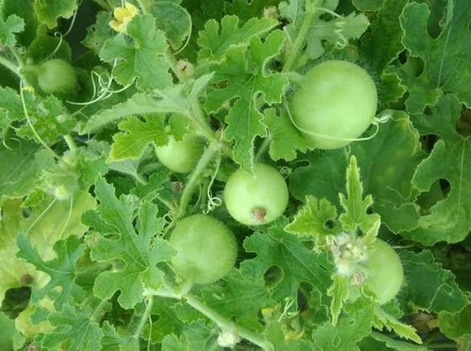 Round Calabasita Melon Vegetable Seeds Cucurbita pepo for Planting in Vegetable Patch for Planting, Premium Seeds | Heir