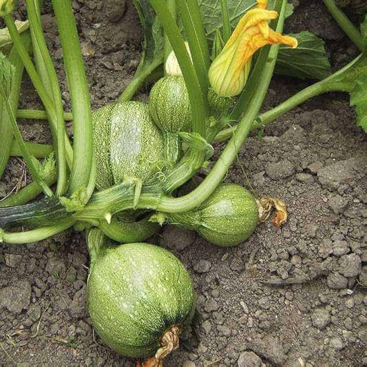 Crookneck Squash Seeds for Planting Cucurbita pepo for vegetable patch and raised beds for Planting, Premium Seeds | Hei