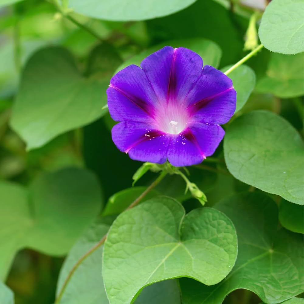 Morning Glory Seeds for Planting Ipomoea Purpurea trellis garden balcony fence Heirloom Non-GMO Seeds