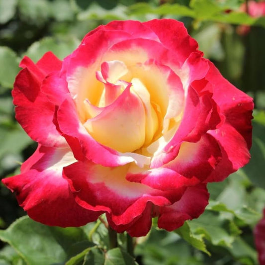 Double Delight Hybrid Tea Rose Rosa hybrid Seeds for Planting in Flower Bed Heirloom Non-GMO Seeds
