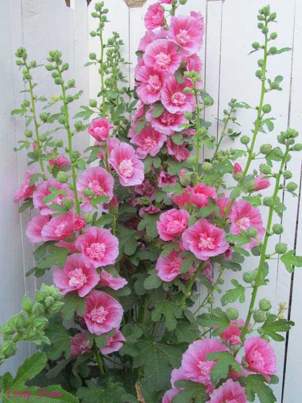 Zebrina Mini Hollyhock Alcea rosea Seeds for Planting in Flower Bed Heirloom Non-GMO Seeds