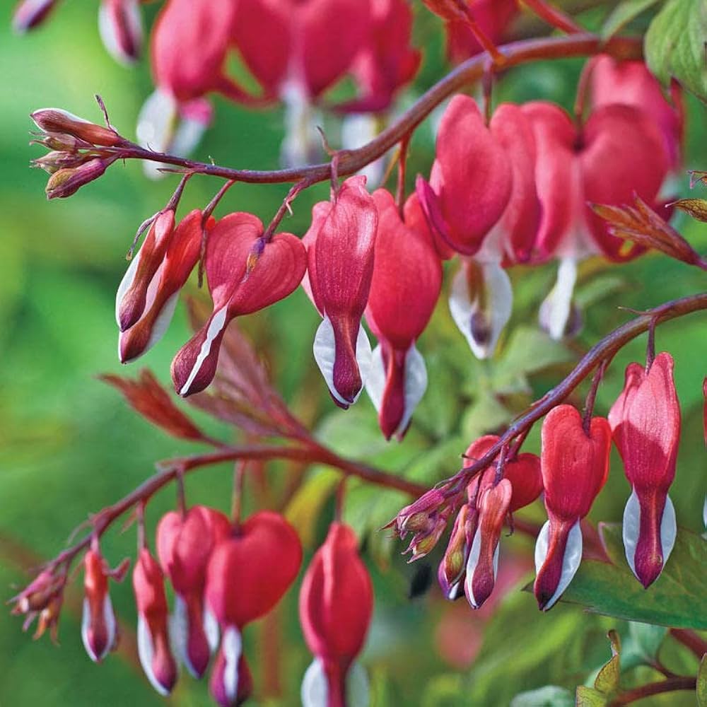 Dicentra Spectabilis Seeds for Planting Dicentra spectabilis for shaded gardens and perennial beds Heirloom Non-GMO Seed