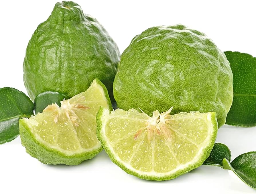 Leech Lime Citrus aurantiifolia Seeds for Planting in Tropical Garden Fruit Seeds for Home Gardens, Containers & Outdoor Growing