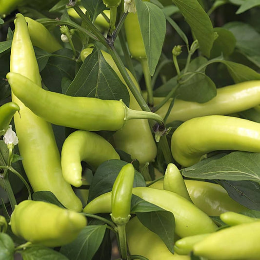 Sweet Tizenegyes Hungarian Pepper Capsicum annuum Seeds for Planting in Vegetable Patch for Planting, Premium Vegetable
