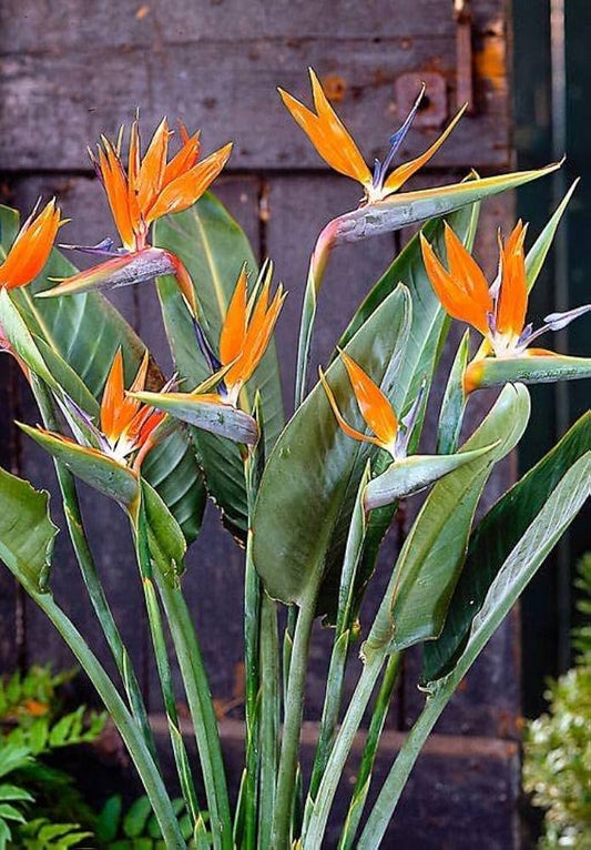 Orange Strelitzia Reginae Bird of Paradise Seeds for Planting in Tropical Garden Heirloom Non-GMO Seeds
