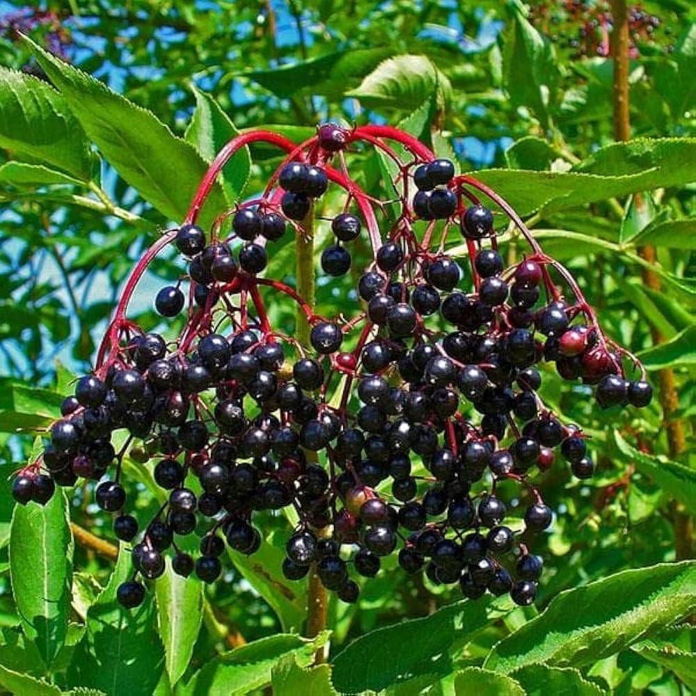 Elderberry Seeds for Planting Sambucus nigra for home orchards and herbal gardens Perennial Fruit Seeds for Home Gardens, Raised Beds & Containers