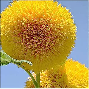 Sunflower Teddy Bear Helianthus annuus Flower Seeds for Planting in Garden Heirloom Non-GMO Seeds