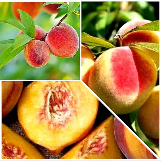 Peach Prunus persica Fruit Seeds for Planting for Planting, Premium Vegetable Seeds | Heirloom Non-GMO