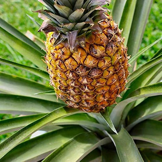 Pineapple Ananas comosus Seeds for Planting home garden flower bed Tropical Fruit Seeds for Home Gardens, Containers & Outdoor Growing