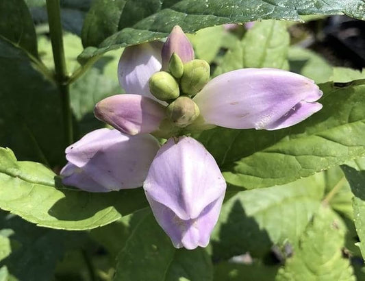 Turtlehead Seeds for Planting Chelone obliqua for flower beds and damp gardens Heirloom Non-GMO Seeds