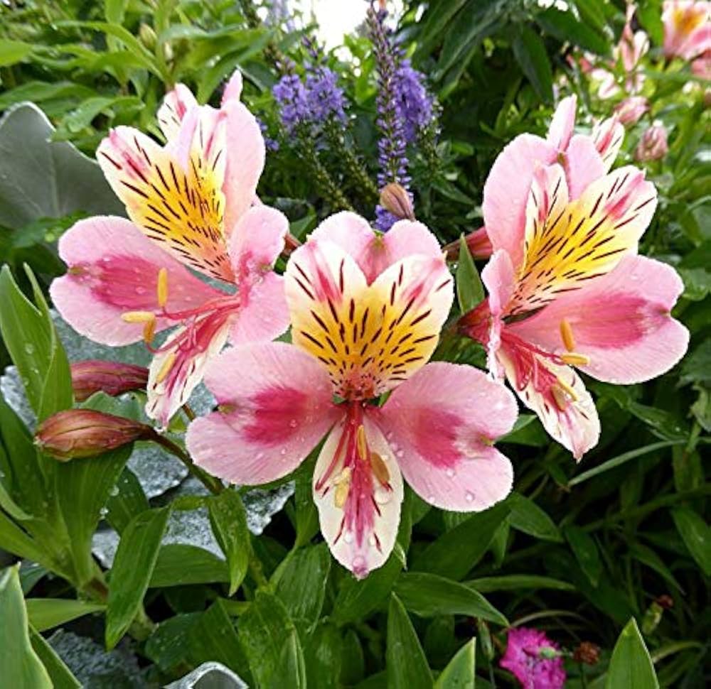 Peruvian Lily Alstroemeria spp Mixed Flower Seeds for Planting in Garden and Flower Bed Heirloom Non-GMO Seeds