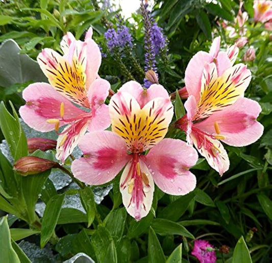 Peruvian Lily Alstroemeria spp Mixed Flower Seeds for Planting in Garden and Flower Bed Heirloom Non-GMO Seeds
