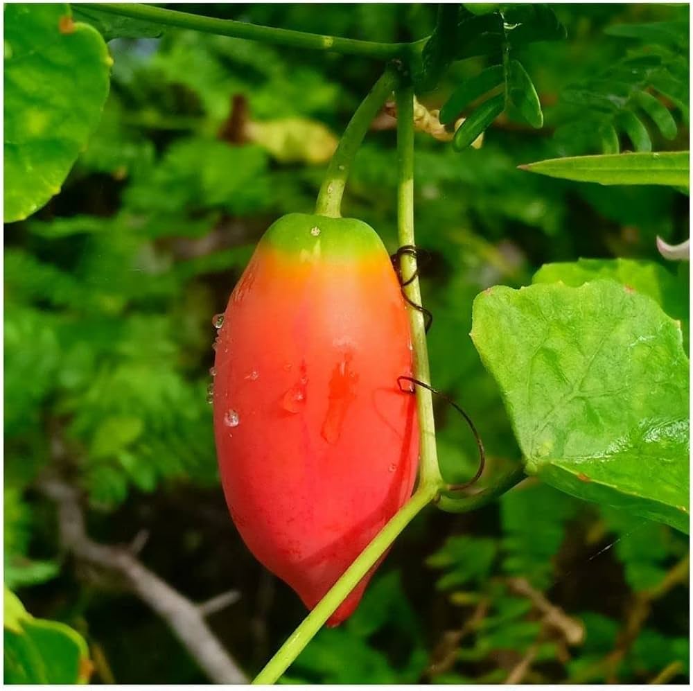 Coccinia Grandis Seeds for Planting Coccinia grandis for vegetable patches and tropical gardens for Planting, Premium Se
