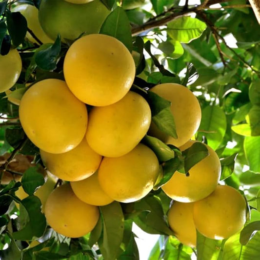 Grapefruit Citrus x paradisi Seeds for Planting in Home Garden & Orchard Fruit Vine Seeds for Home Gardens, Trellises & Outdoor Growing