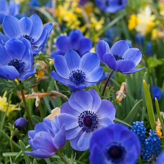 Blue Color Poppy Papaver somniferum Seeds for Planting in Flower Bed & Garden Heirloom Non-GMO Seeds