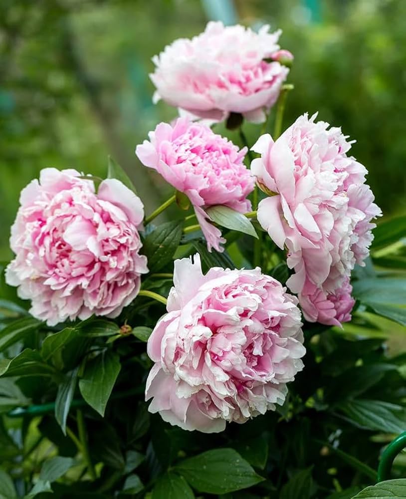 Fernleaf Peony Seeds for Planting Paeonia tenuifolia for flower beds and perennial gardens Heirloom Non-GMO Seeds