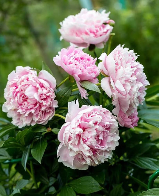 Fernleaf Peony Seeds for Planting Paeonia tenuifolia for flower beds and perennial gardens Heirloom Non-GMO Seeds