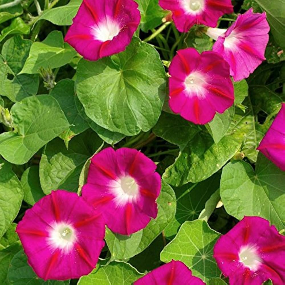 Red Morning Glory Seeds for Planting Ipomoea Coccinea trellis garden flowering fence Heirloom Non-GMO Seeds