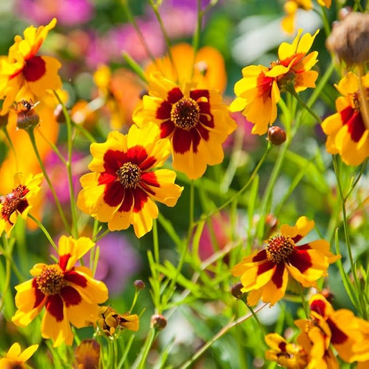 Coreopsis Coreopsis spp. Flower Seeds for Planting in Flower Bed & Garden Heirloom Non-GMO Seeds