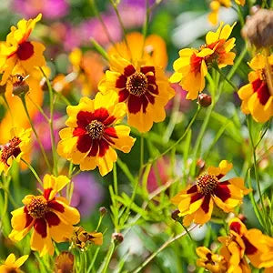Coreopsis Coreopsis spp Flower Seeds for Planting in Flower Bed Heirloom Non-GMO Seeds