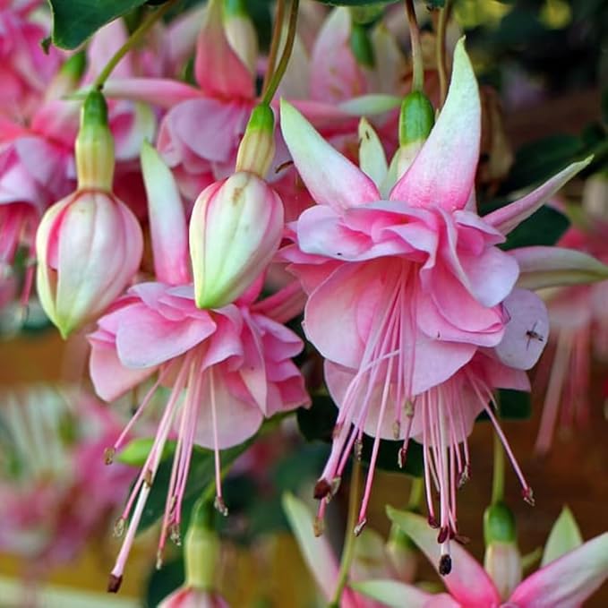 Fuchsia Fuchsia spp. Flower Seeds for Planting in Flower Bed & Garden Heirloom Non-GMO Seeds