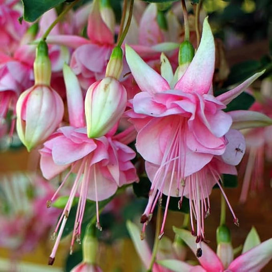 Fuchsia Fuchsia spp. Flower Seeds for Planting in Flower Bed & Garden Heirloom Non-GMO Seeds