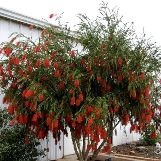 Callistemon Tree Seeds for Planting Callistemon Citrinus flowering hedge patio garden Heirloom Non-GMO Seeds