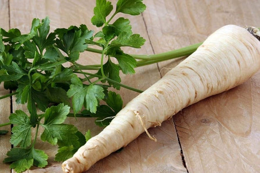 Hamburg Rooted Parsley Petroselinum crispum Seeds for Planting in Vegetable Patch | Heirloom Non-GMO Herb Seeds for Home Gardens
