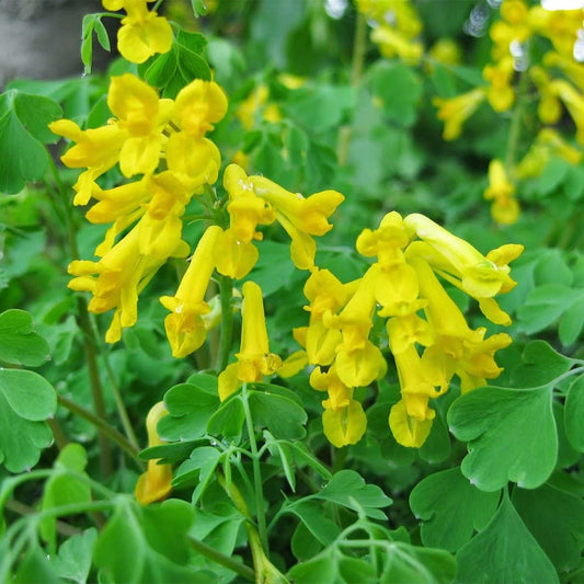 Corydalis Lutea Seeds for Planting Corydalis Lutea rock garden flower border Heirloom Non-GMO Seeds