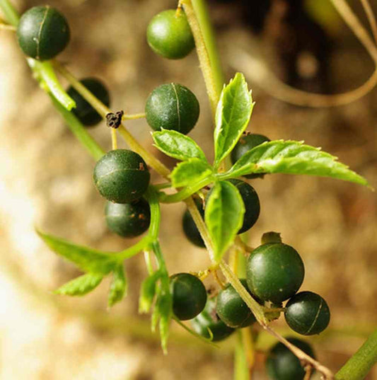 Gynostemma Pentaphyllum Gynostemma pentaphyllum Seeds for Planting in Herb Garden | Heirloom Non-GMO Herb Seeds for Home Gardens