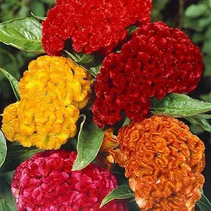 Cockscomb Celosia argentea Flower Seeds for Planting in Flower Bed & Garden Heirloom Non-GMO Seeds