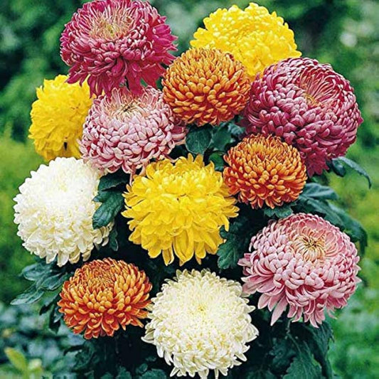 Chrysanthemum Seeds for Planting Chrysanthemum Morifolium flower bed autumn garden Heirloom Non-GMO Seeds