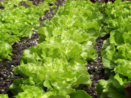 Salad Mixed greens Seeds for Planting flower bed vegetable patch for Planting, Premium Seeds | Heirloom Non-GMO