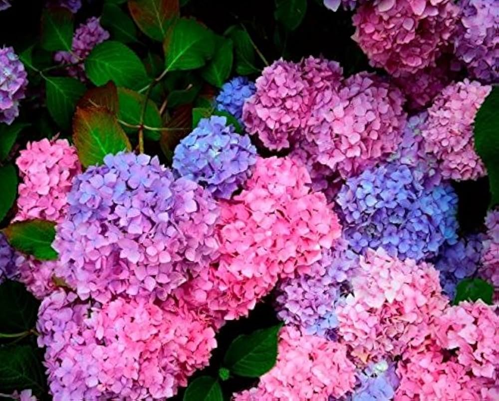 Hydrangea Seeds for Planting Hydrangea spp. for ornamental gardens and landscaping Heirloom Non-GMO Seeds