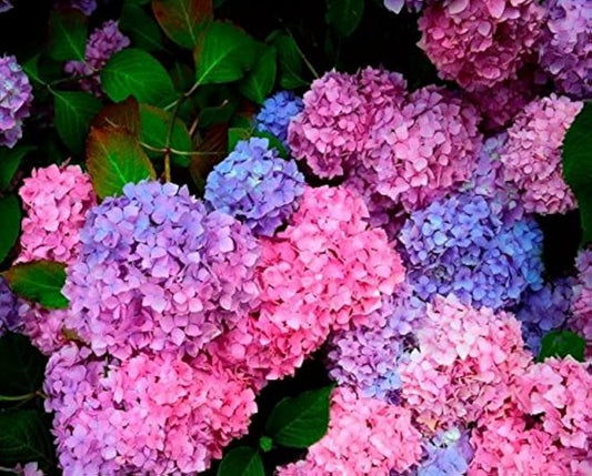 Hydrangea Seeds for Planting Hydrangea spp. for ornamental gardens and landscaping Heirloom Non-GMO Seeds