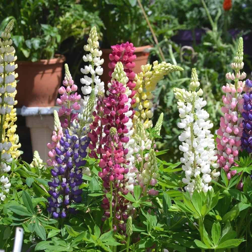 Castle Russell Lupine Seeds for Planting Lupinus Polyphyllus flower bed wild garden Heirloom Non-GMO Seeds