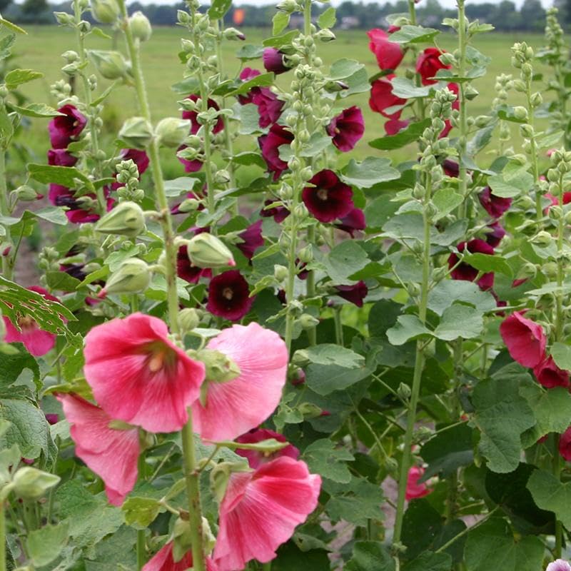 Orange Hollyhock Alcea rosea Seeds for Planting for Flower Bed Heirloom Non-GMO Seeds