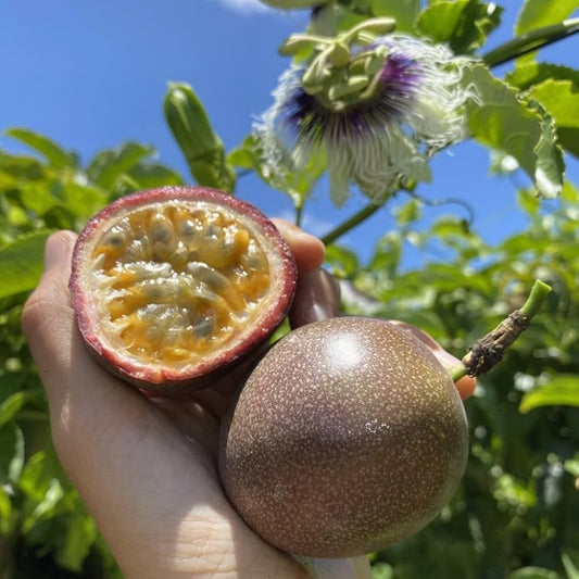 Passion Fruit Seeds Passiflora edulis for Planting in Urban Garden Fruit Seeds for Home Gardens, Containers & Outdoor Growing