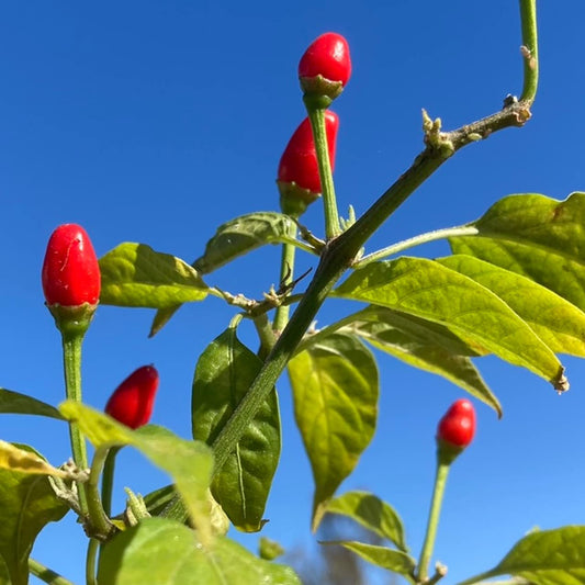 Chile Piquin Capsicum annuum Seeds for Planting in Vegetable Patch for Planting, Premium Seeds | Heirloom Non-GMO