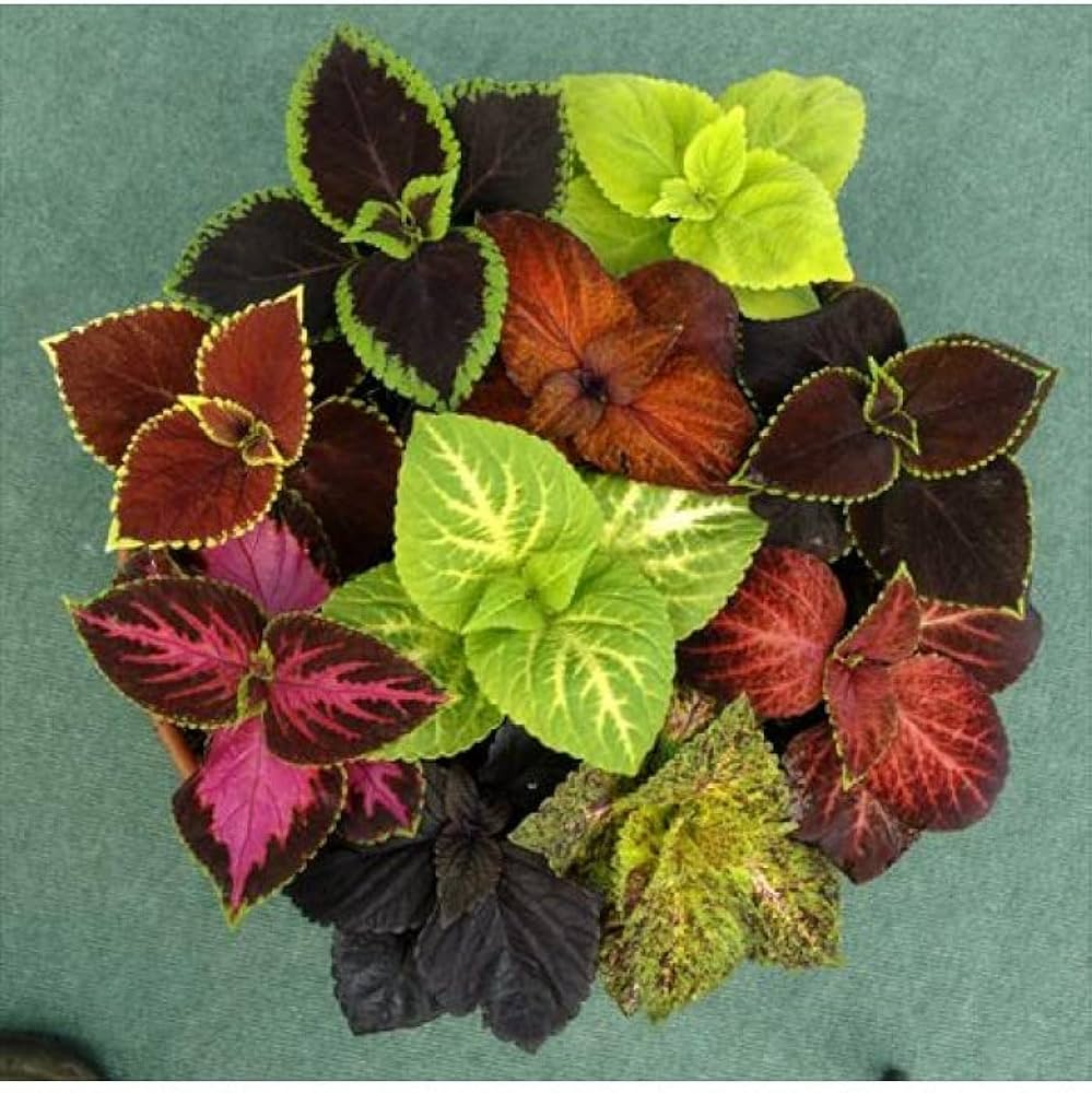 Coleus Seeds for Planting Plectranthus scutellarioides for containers and shaded gardens Heirloom Non-GMO Seeds