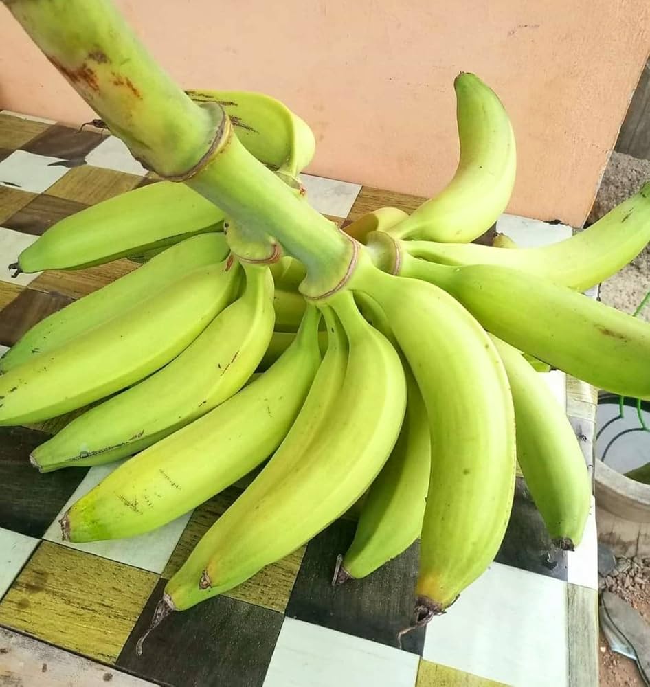Plantain Banana Musa paradisiaca Seeds for Planting in Tropical Garden Tropical Fruit Seeds for Home Gardens, Containers & Outdoor Growing