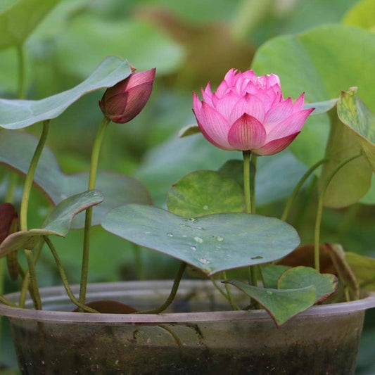 Mini Lotus Nymphaea spp Flower Seeds for Planting in Water Garden and Pond Heirloom Non-GMO Seeds