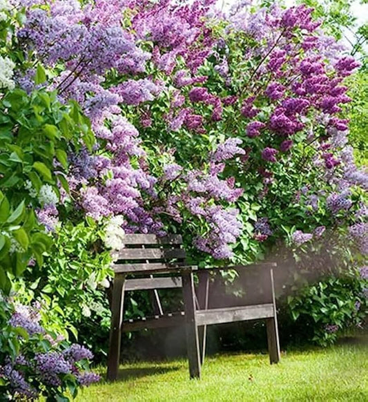 Lilac Seeds for Planting Syringa vulgaris for flower beds and ornamental gardens Heirloom Non-GMO Seeds