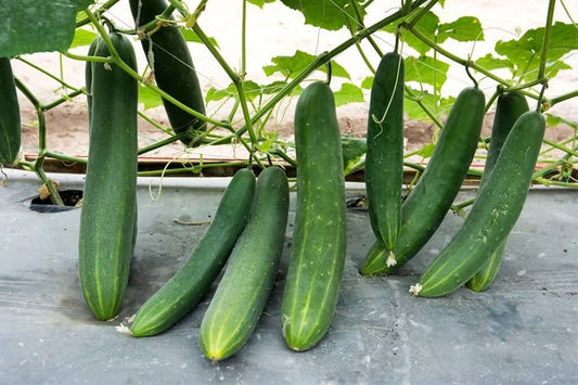 Holland Baby Cucumber Cucumis sativus Seeds for Planting in Vegetable Patch Heirloom Non-GMO Seeds