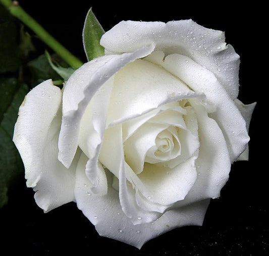 White Roses Seeds Rosa for Planting in Flower Bed & Garden Heirloom Non-GMO Seeds