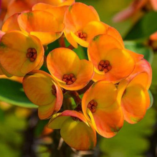 Gibraltar Seeds for Planting Orchids Gibraltar for flower beds and container gardens Heirloom Non-GMO Seeds