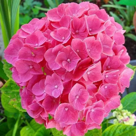 Hydrangea Paniculata Seeds for Planting in Flower Bed Heirloom Non-GMO Seeds
