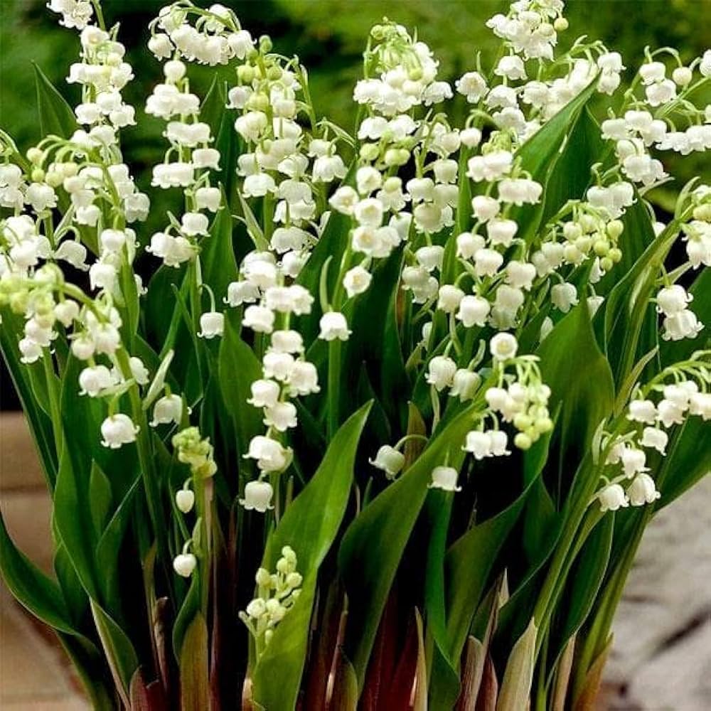 Lily of the Valley Convallaria majalis Flower Seeds for Planting for Shade Garden Heirloom Non-GMO Seeds