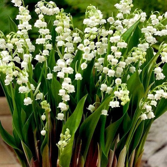 Lily of the Valley Convallaria majalis Flower Seeds for Planting for Shade Garden Heirloom Non-GMO Seeds